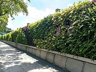 Y081 Pared Verde Vertical 